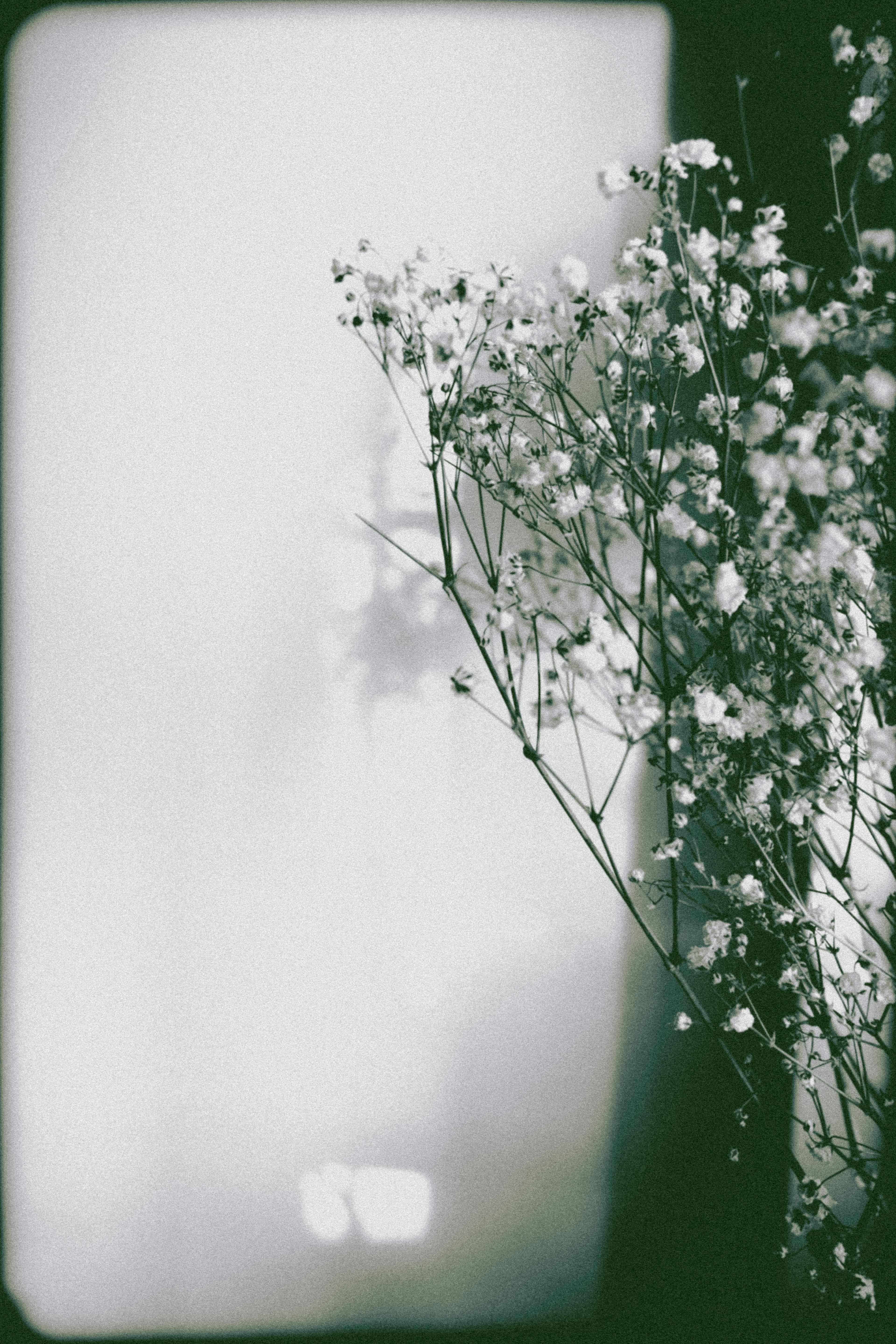 Elegant grayscale photo of baby's breath flowers capturing simplicity and calm.