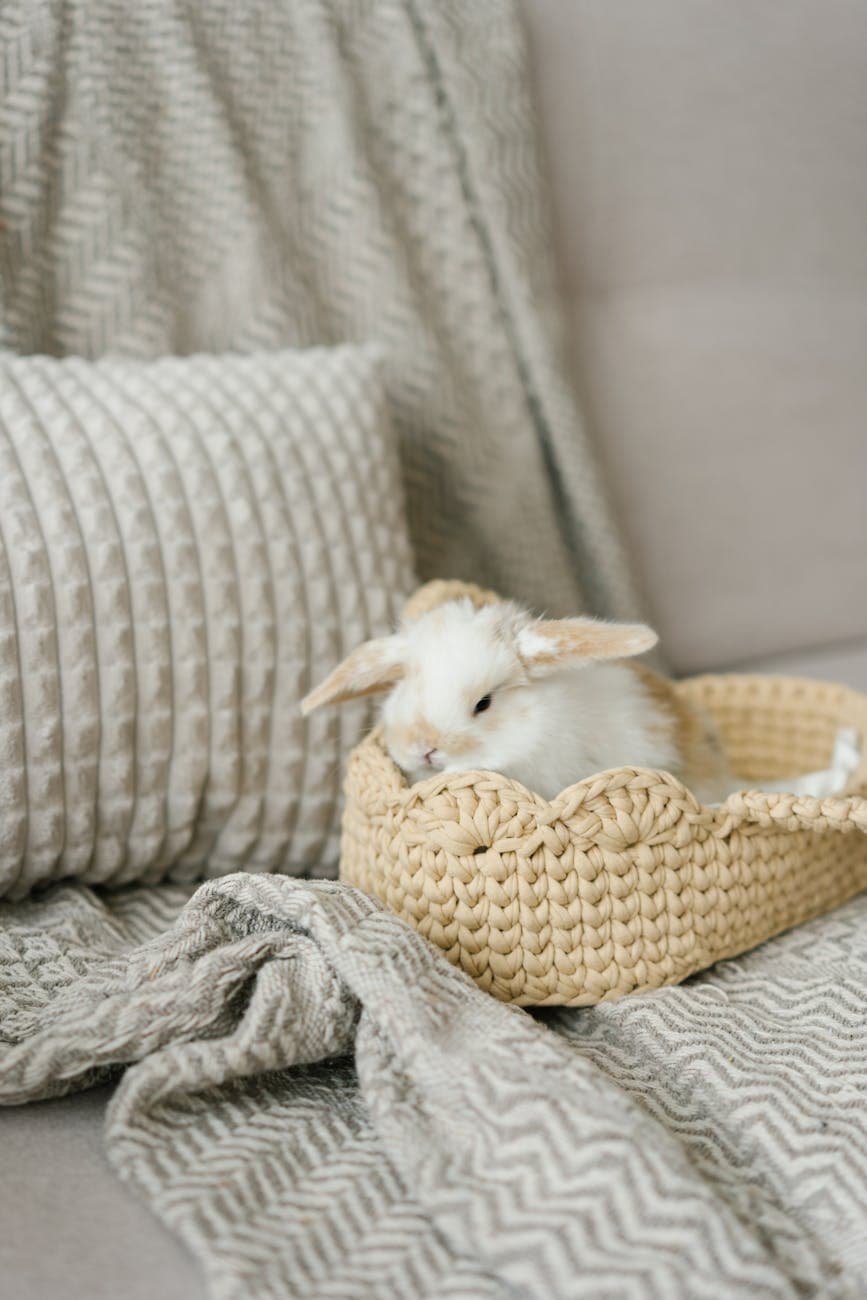 Cute rabbit snuggled in a woven basket with cozy textures.